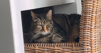 alice pet sitter à ST EGREVE 38120_7