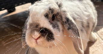 anaïs pet sitter à SCEAUX 92330_1