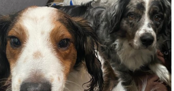 amelie pet sitter à MONTPELLIER 34000_3