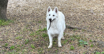maeva pet sitter à PELISSANNE 13330_2