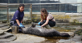 laura pet sitter à RENNES 35000_1