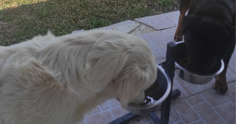 méliss pet sitter à ÉGRISELLES-LE-BOCAGE 89500_10