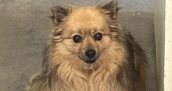 laurent pet sitter à HUNINGUE 68330_2