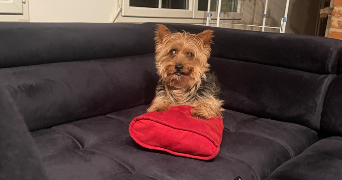 bénédicte pet sitter à Seytroux 74430_8