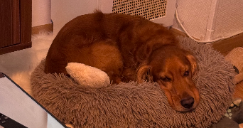 alexia pet sitter à VINCENNES 94300_1