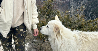 lana pet sitter à ST ANDRE DE LA ROCHE 06730_1