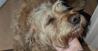 fanny pet sitter à VANNES 56000_2