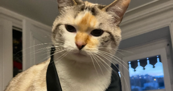 malo pet sitter à LYON 02 69002_3