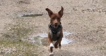 pablo dog sitter à PARIS 11 75011_2