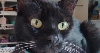 lou-anne cat sitter à ST MICHEL SUR ORGE 91240_1