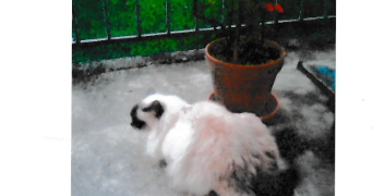 nadine pet sitter à Arcueil 94110_12