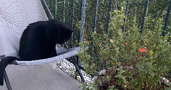 Luna pet sitter à PARIS 11 75011_3