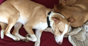 Annabelle pet sitter à VAUX LE PENIL 77000_1