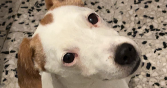 carla  pet sitter à Lyon 69003_1