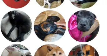 bruno dog sitter à FARAMANS 01800