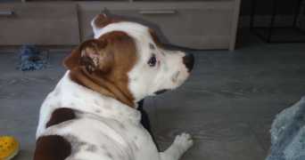 angélique  pet sitter à BOYNES 45300_7