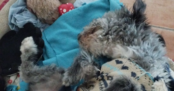 patricia pet sitter à NIMES 30000_1