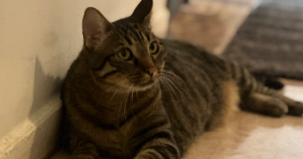 sarah pet sitter à Lyon 69003_7