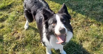 anthony pet sitter à VOUGY 74130