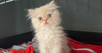 carole pet sitter à VANDOEUVRE LES NANCY 54500_1