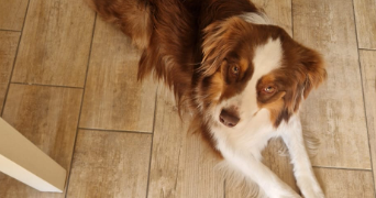 nicolas pet sitter à VILLEPINTE 93420_5