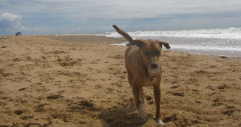 andréa pet sitter à SAUMUR 49400_9