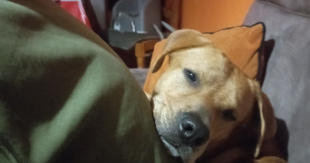 juliana pet sitter à ST ETIENNE DU ROUVRAY 76800_5