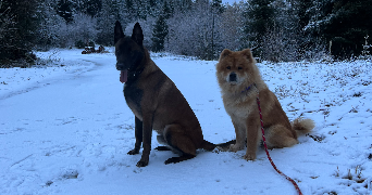 océane pet sitter à ST JEAN DE BRAYE 45800_4