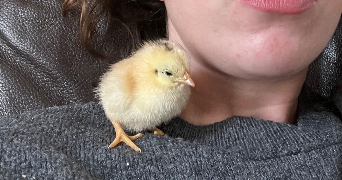 manon pet sitter à VANNES 56000_3