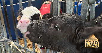 anaïs pet sitter à MARCY L ETOILE 69280_7