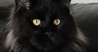 sarah pet sitter à LOYAT 56800_6