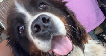 nesrine pet sitter à EYBENS 38320_2