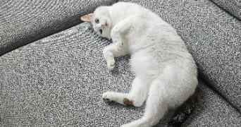 vanessa pet sitter à MEUDON 92360_6