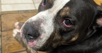 flavie pet sitter à CHAMPENOUX 54280_8