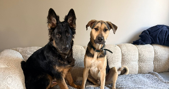 marion dog sitter à CHAMPAGNE SUR OISE 95660_1