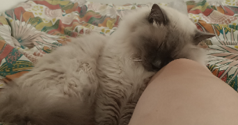 mégan pet sitter à MULHOUSE 68200_2