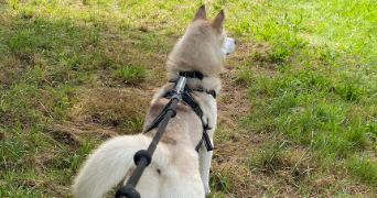 enora pet sitter à ST AGATHON 22200_3