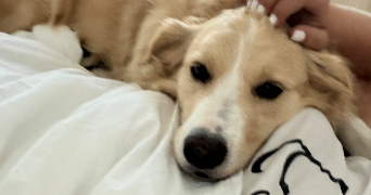 greta pet sitter à PARIS 20 75020_3