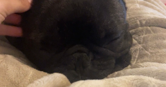 victoria pet sitter à ONNAING 59264_2