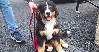 thulane pet sitter à TASSIN LA DEMI LUNE 69160_6