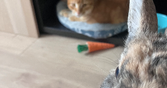 morgane pet sitter à RENNES 35000_7