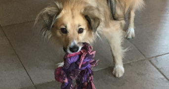 camille pet sitter à GERTWILLER 67140_2