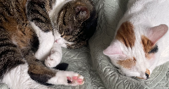 anaïs pet sitter à CARRIERES SUR SEINE 78420_2