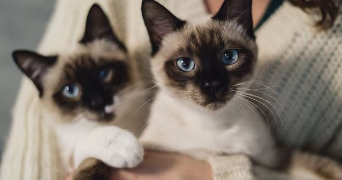 solène pet sitter à Aix-en-Provence 13090_2