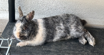 naïa pet sitter à MONTPELLIER 34090_2