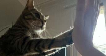 chloé pet sitter à MARSEILLE 02 13002_2