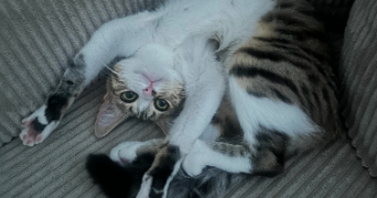 jenny pet sitter à PARIS 15 75015_3