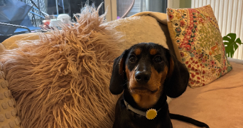 victoire pet sitter à TASSIN LA DEMI LUNE 69160_6