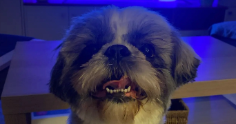 erine pet sitter à HOENHEIM 67800_1
