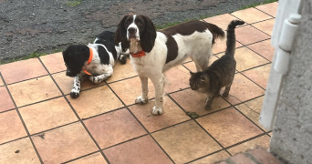 adeline pet sitter à BRULON 72350_0